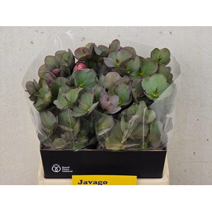 HELL FRK PENNYS PINK