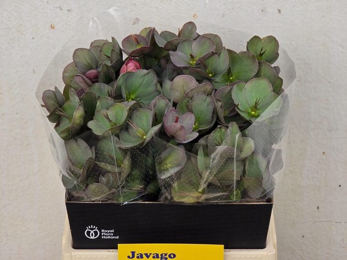 <h4>HELL FRK PENNYS PINK</h4>