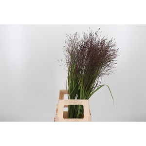 Panicum Warrior