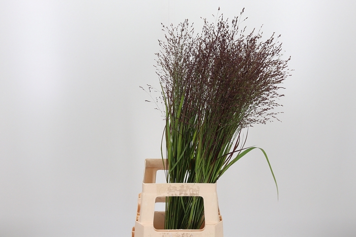 <h4>Panicum Warrior</h4>