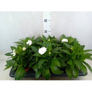 Impatiens NG 'Tamarinda White'