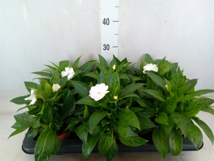 <h4>Impatiens NG 'Tamarinda White'</h4>