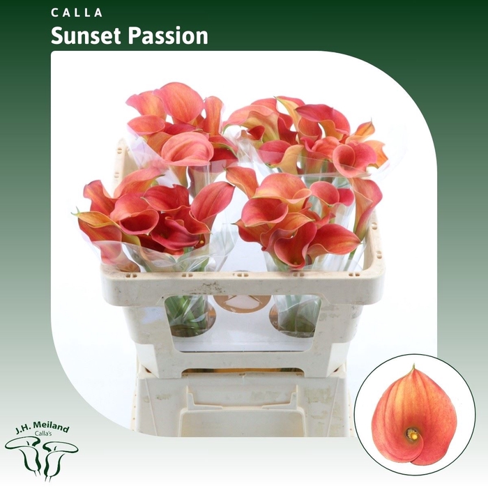 <h4>Calla Sunset Passion</h4>