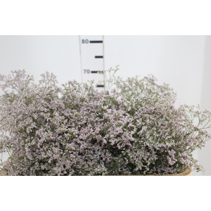 LIMONIUM 060 CM ROSA