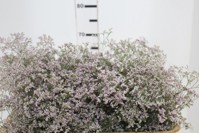 <h4>LIMONIUM 060 CM ROSA</h4>
