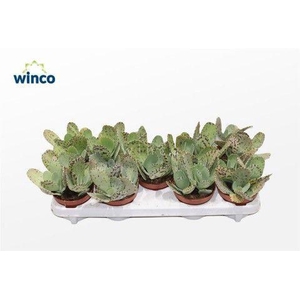 Kalanchoe Marmorata (tiger)