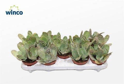 <h4>Kalanchoe Marmorata (tiger)</h4>