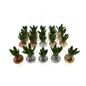 Wax Hyacint Herfstkleuren 'Gold-Silver-Bronze mix'