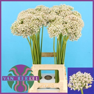 ALLIUM NIGRUM