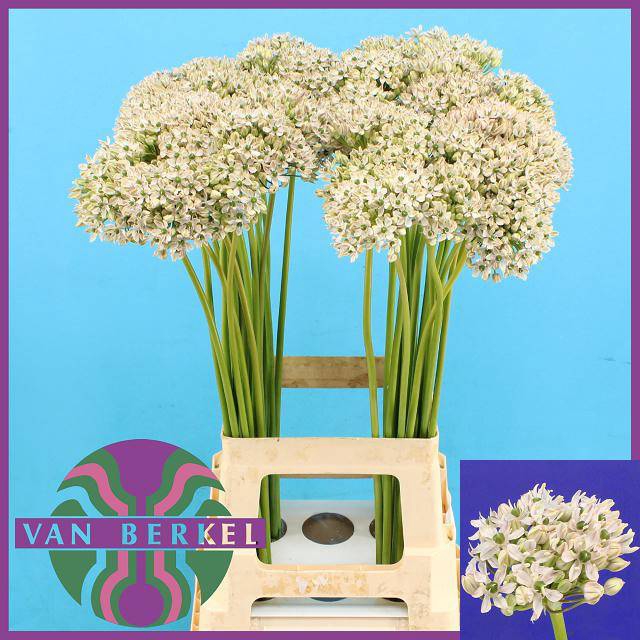 <h4>ALLIUM NIGRUM</h4>