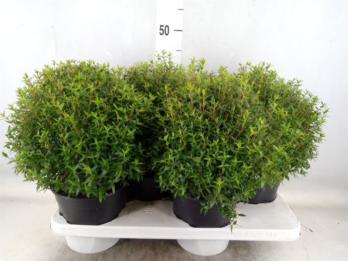 <h4>Myrtus communis</h4>