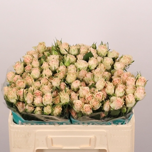 R TR BLUSH ROSEVER