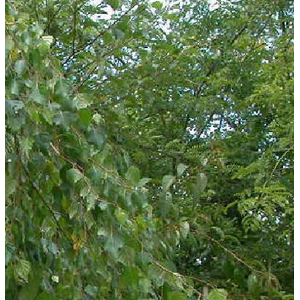 Betula overig