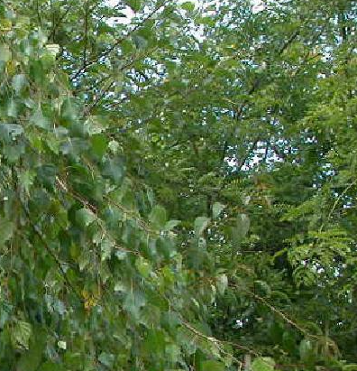 <h4>Betula overig</h4>