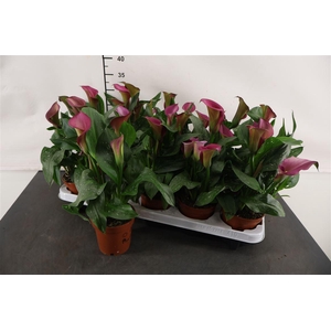 Zantedeschia Zazu 11 Cm. Pot