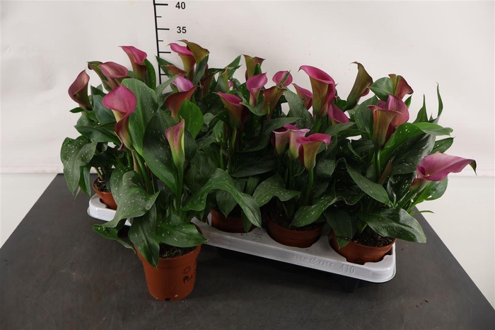 <h4>Zantedeschia Zazu 11 Cm. Pot</h4>