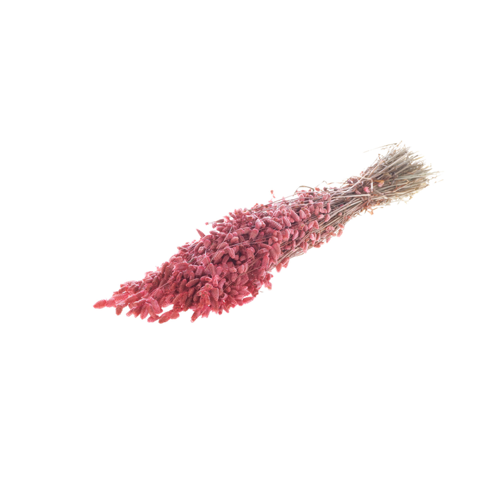 <h4>Briza Maxima Pink</h4>