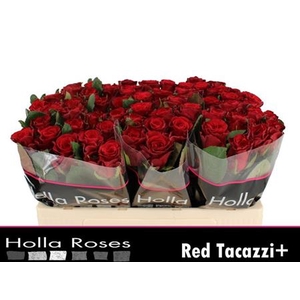 R Gr Red Tacazzi