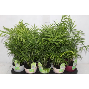 CHAMAEDOREA ELEGANS P11