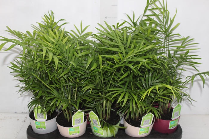 <h4>CHAMAEDOREA ELEGANS P11</h4>