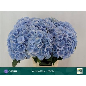 Hydr M Verena Bl