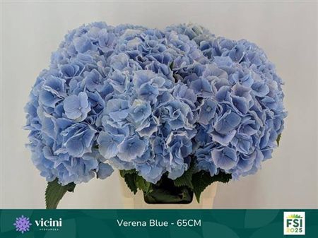 <h4>Hydr M Verena Bl</h4>