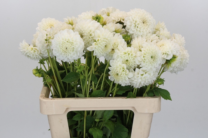 <h4>Dahlia Ice Ice Baby</h4>