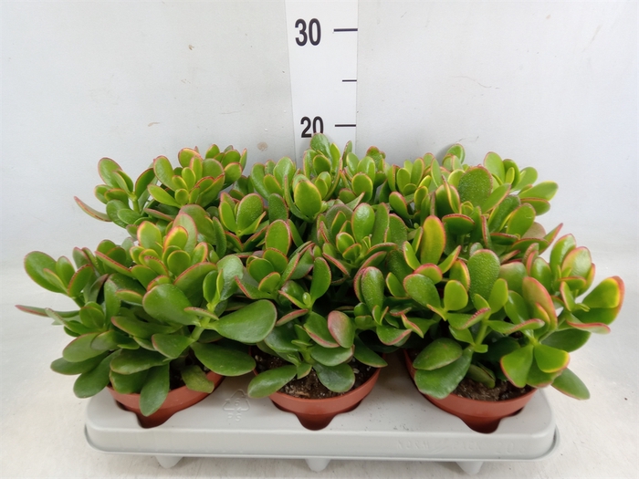 <h4>Crassula ovata 'Sunset'</h4>