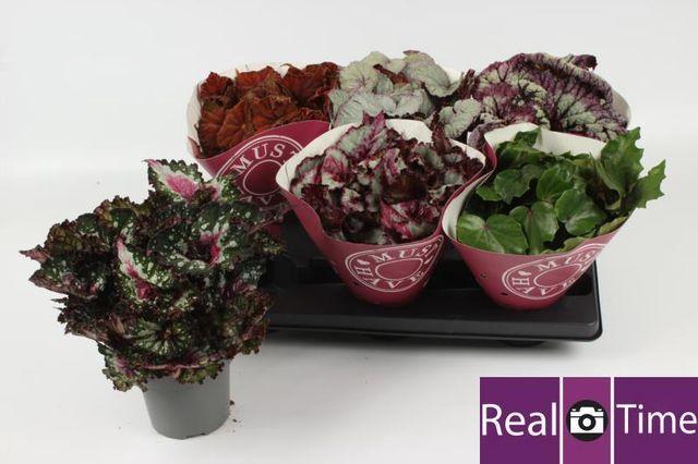 <h4>Beg Bel Gem</h4>