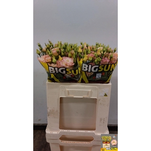 EUS G ALISSA CHAMPAG