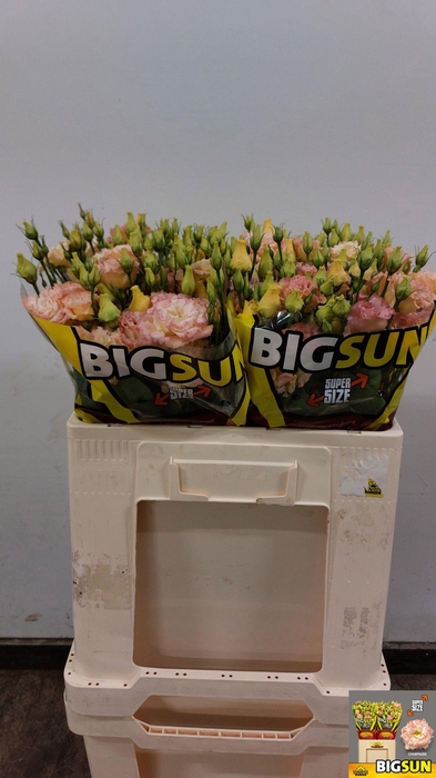 <h4>EUS G ALISSA CHAMPAG</h4>