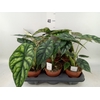 Alocasia  'Dragon Scale'