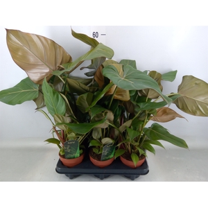 Philodendron   ...