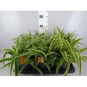 Chlorophytum com. 'Ocean'