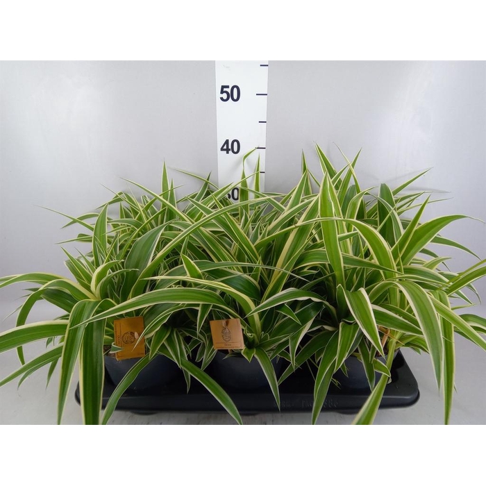 <h4>Chlorophytum com. 'Ocean'</h4>