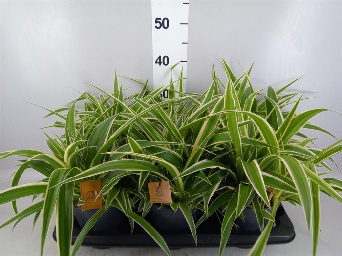 Chlorophytum com. 'Ocean'