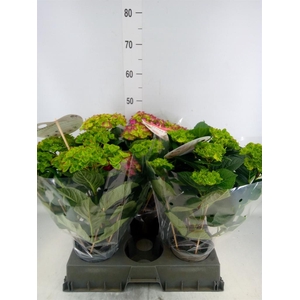 Hydrangea mac. 'Rembr Rosso Glor'