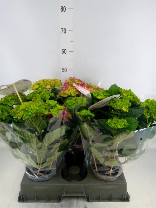 <h4>Hydrangea mac. 'Rembr Rosso Glor'</h4>