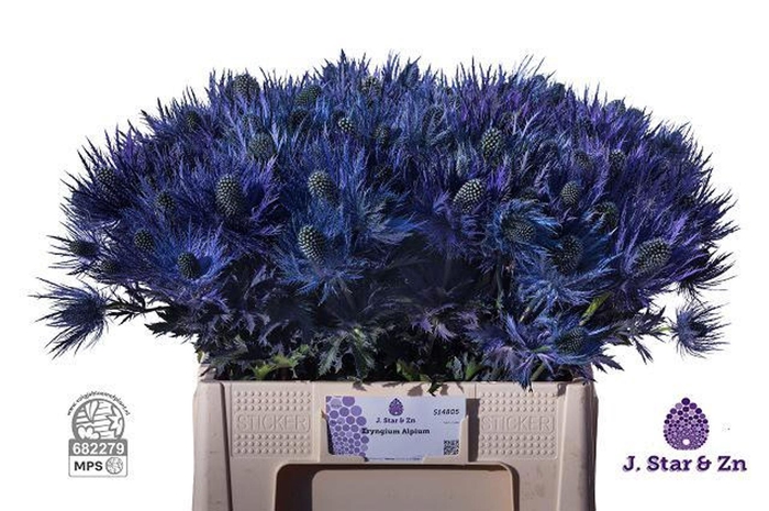 <h4>ERYNGIUM ALPINUM ERYN ALPINUM</h4>