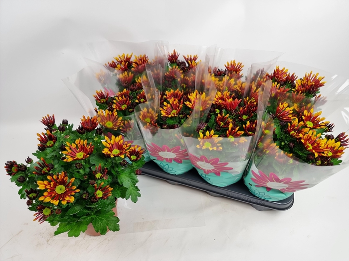 <h4>CHRYS SPLASH ENERGY</h4>