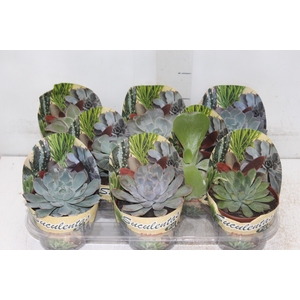 DIEFFENBACHIA VARIADO P17