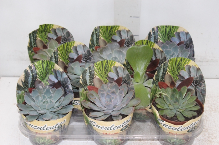 <h4>DIEFFENBACHIA VARIADO P17</h4>