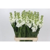Matthiola Iron White