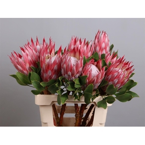 PROTEA CYNAROIDES 'CLARE'