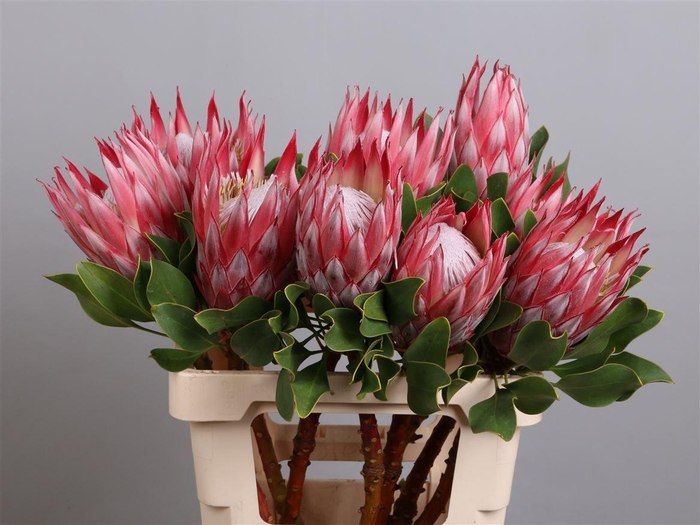 <h4>PROTEA CYNAROIDES 'CLARE'</h4>