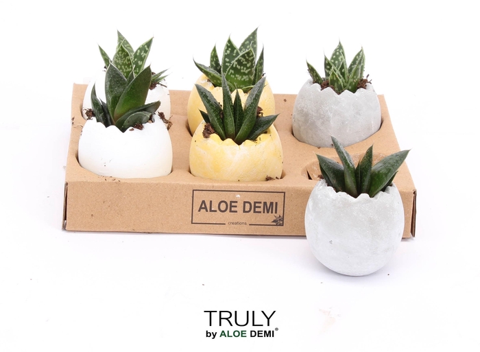 <h4>ARR SUCCULENTEN</h4>