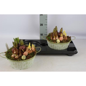 Hyacinthus arr 23Ø 15cm