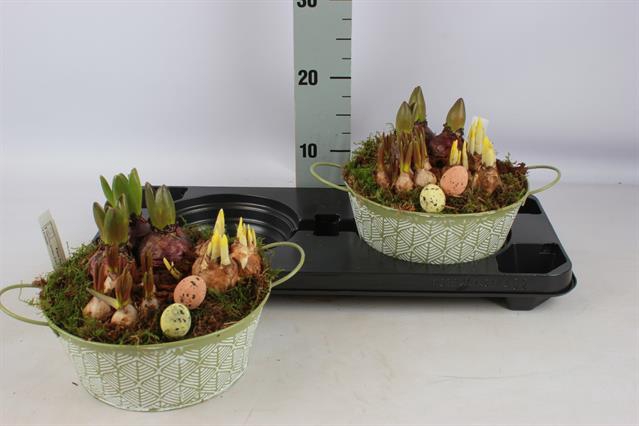 Hyacinthus arr 23Ø 15cm