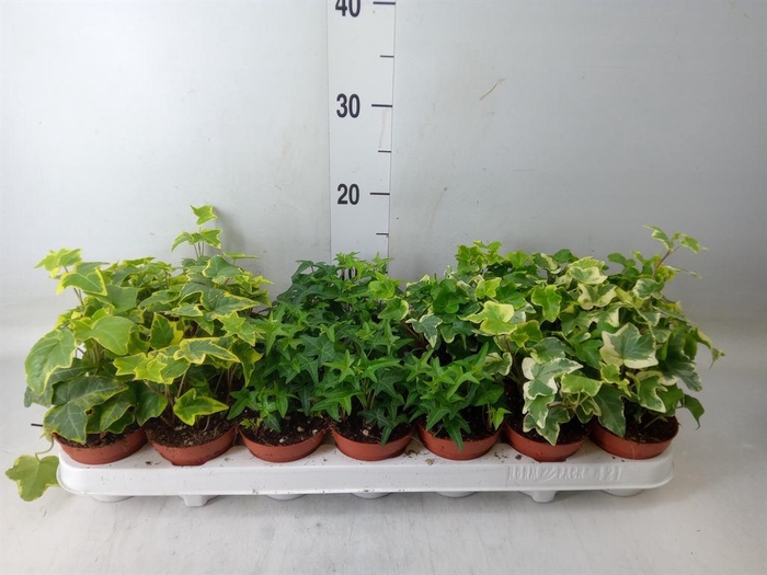 <h4>Hedera   ...mix</h4>