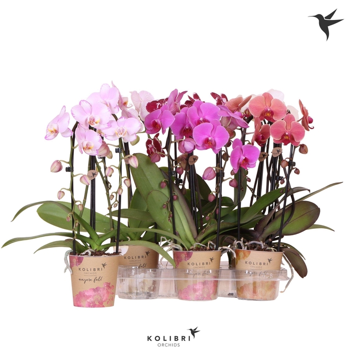 <h4>Kolibri Orchids Cascade Niagara Fall mix 2 spike 50cm</h4>